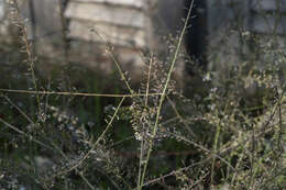 Image of grassleaf pepperweed