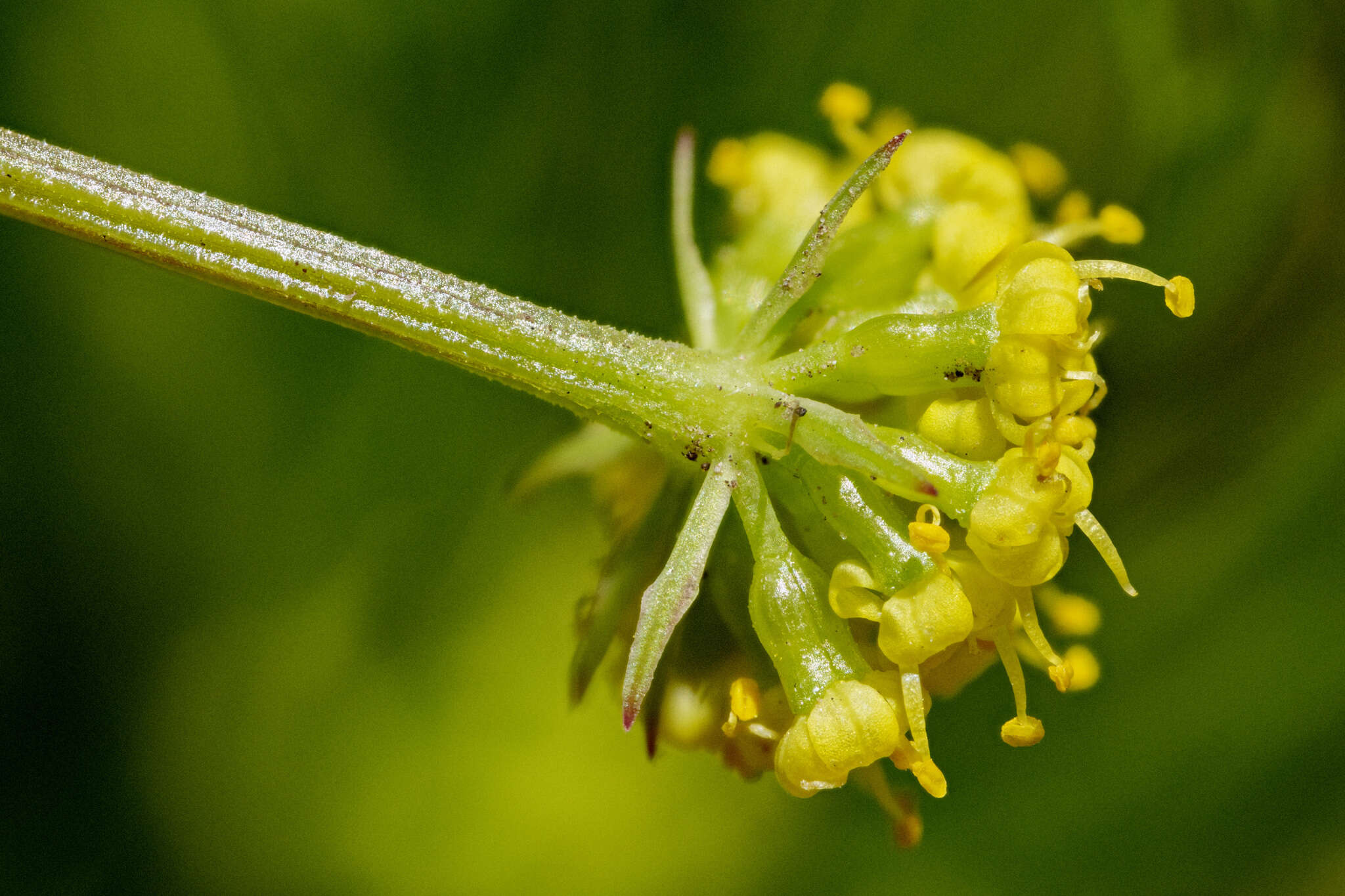 Image of Wasatch desertparsley