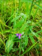 Слика од Lathyrus palustris subsp. pilosus (Cham.) Hulten