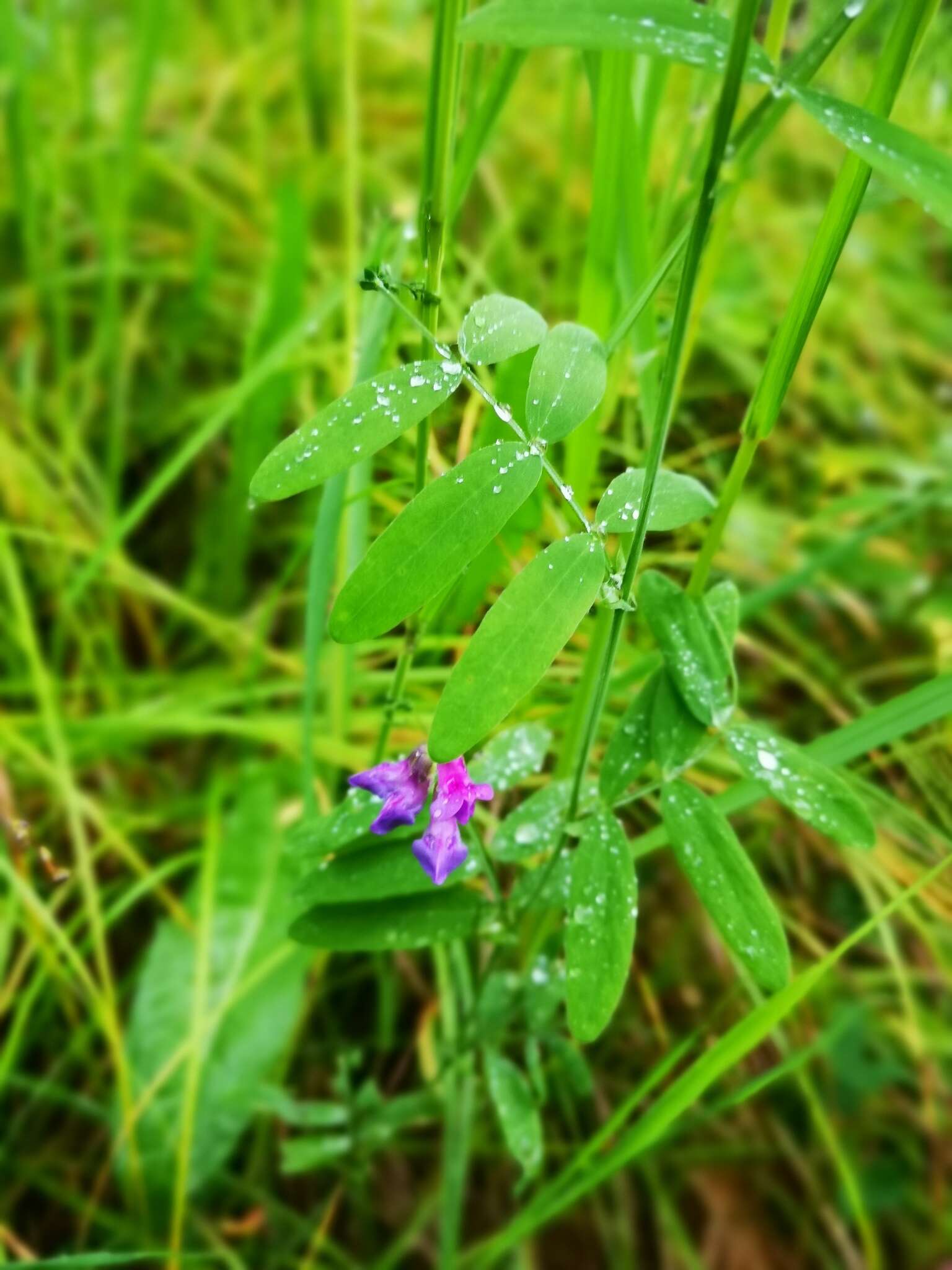 Слика од Lathyrus palustris subsp. pilosus (Cham.) Hulten