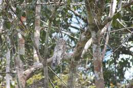 Image of Great Potoo