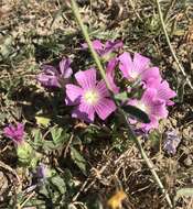 Sivun Malva punctata (All.) Alef. kuva