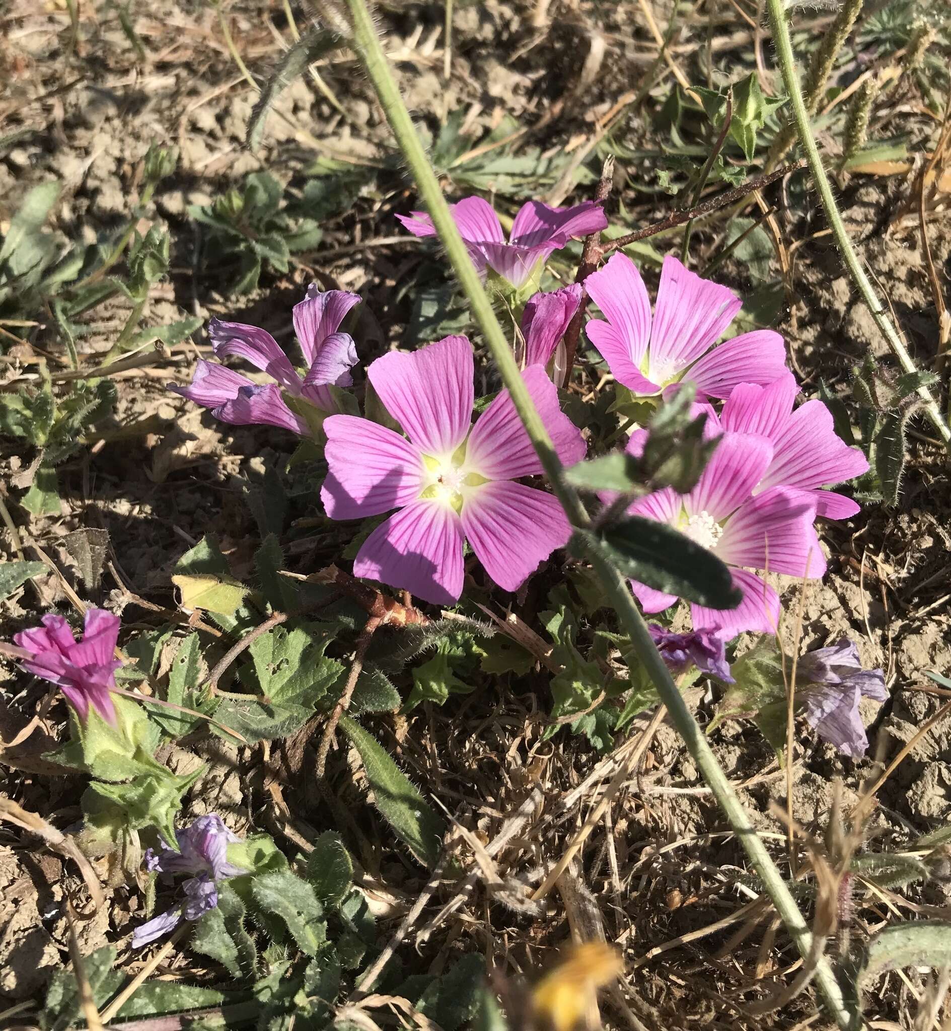 Image of Malva punctata (All.) Alef.