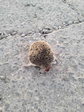 Image of Steppe Hedgehogs