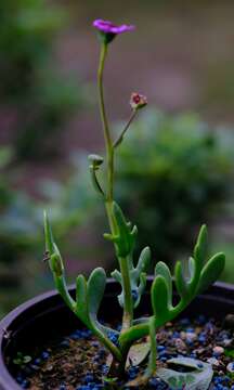 Image de Othonna cakilifolia DC.