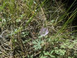 Image of waxy checkerbloom