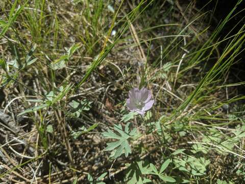 Image of waxy checkerbloom