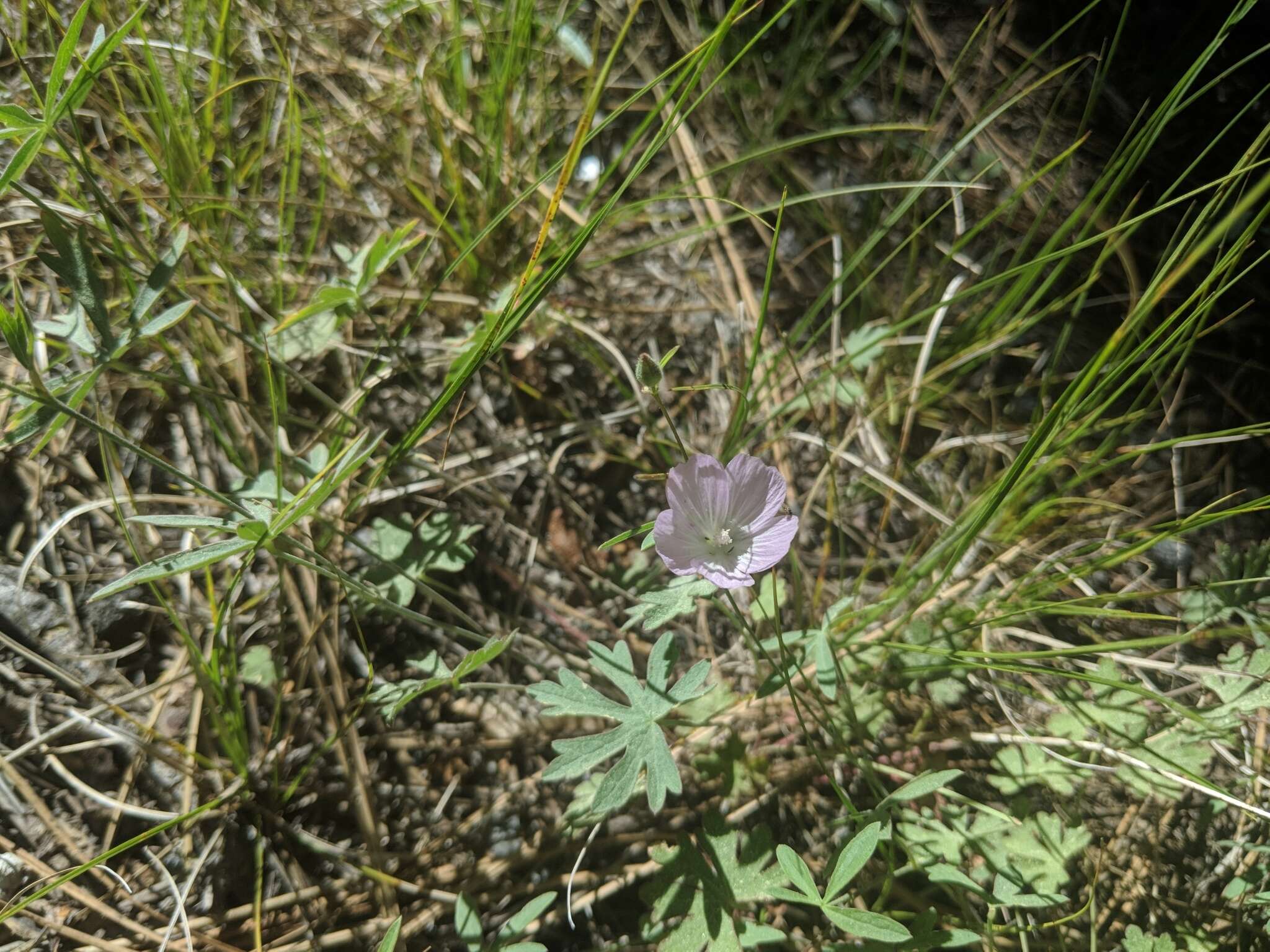 Image of waxy checkerbloom