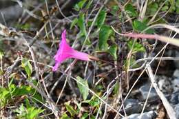 Image de Ipomoea bernoulliana Peter