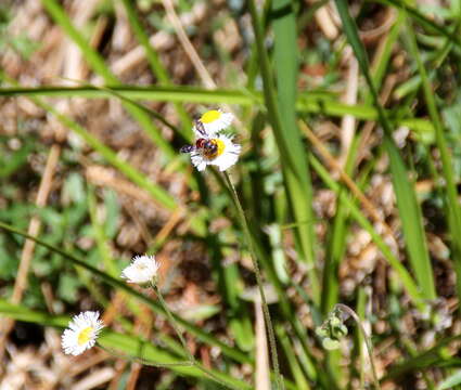 Image of Dianthidium floridiense Schwarz 1926