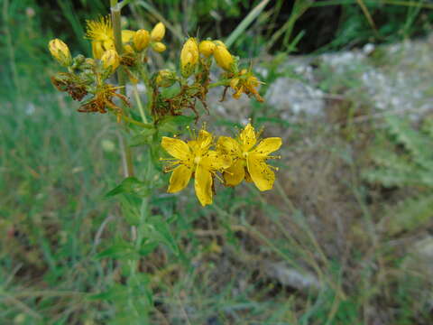 Imagem de Hypericum perfoliatum L.