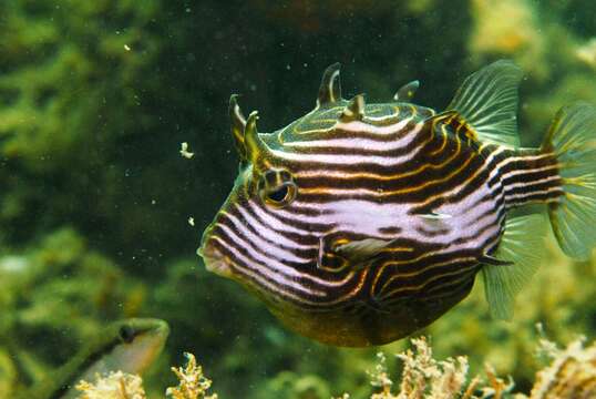 Image of Ornate cowfish