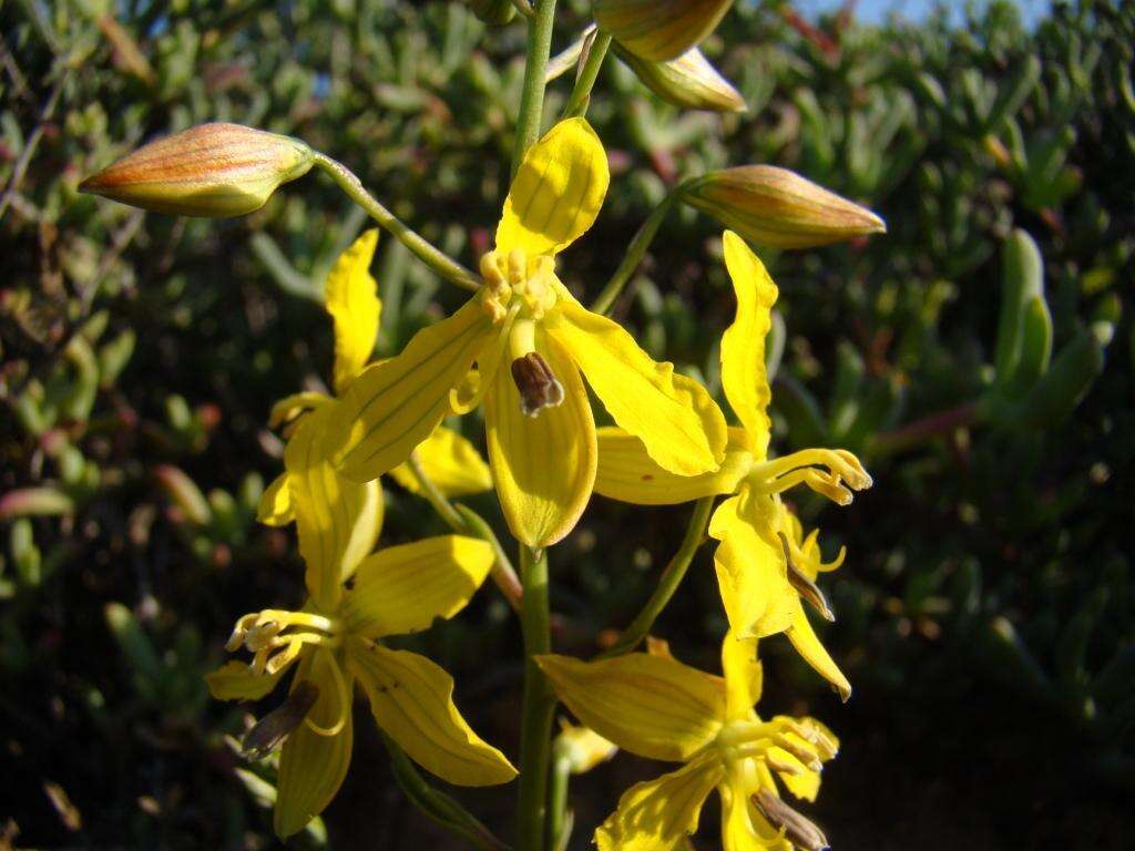 Image of Cyanella lutea L. fil.