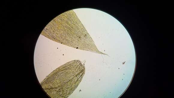 Image of Mueller's isopterygiopsis moss