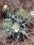 Image of Argemone ochroleuca subsp. ochroleuca