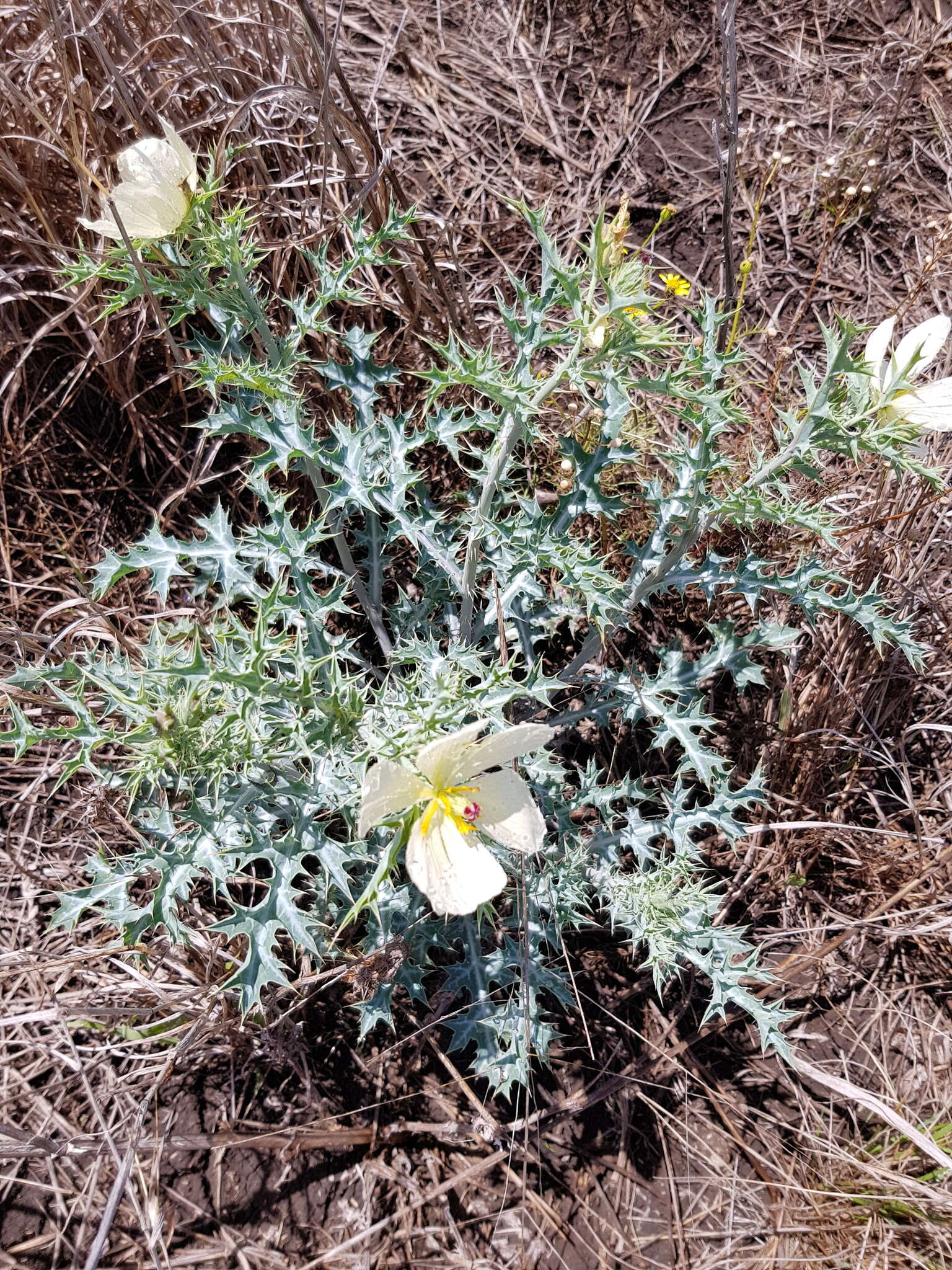 Argemone ochroleuca subsp. ochroleuca resmi