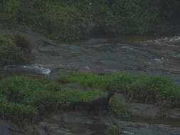 Image of Nilgiri Marten