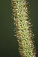 Image of Common bristle grass