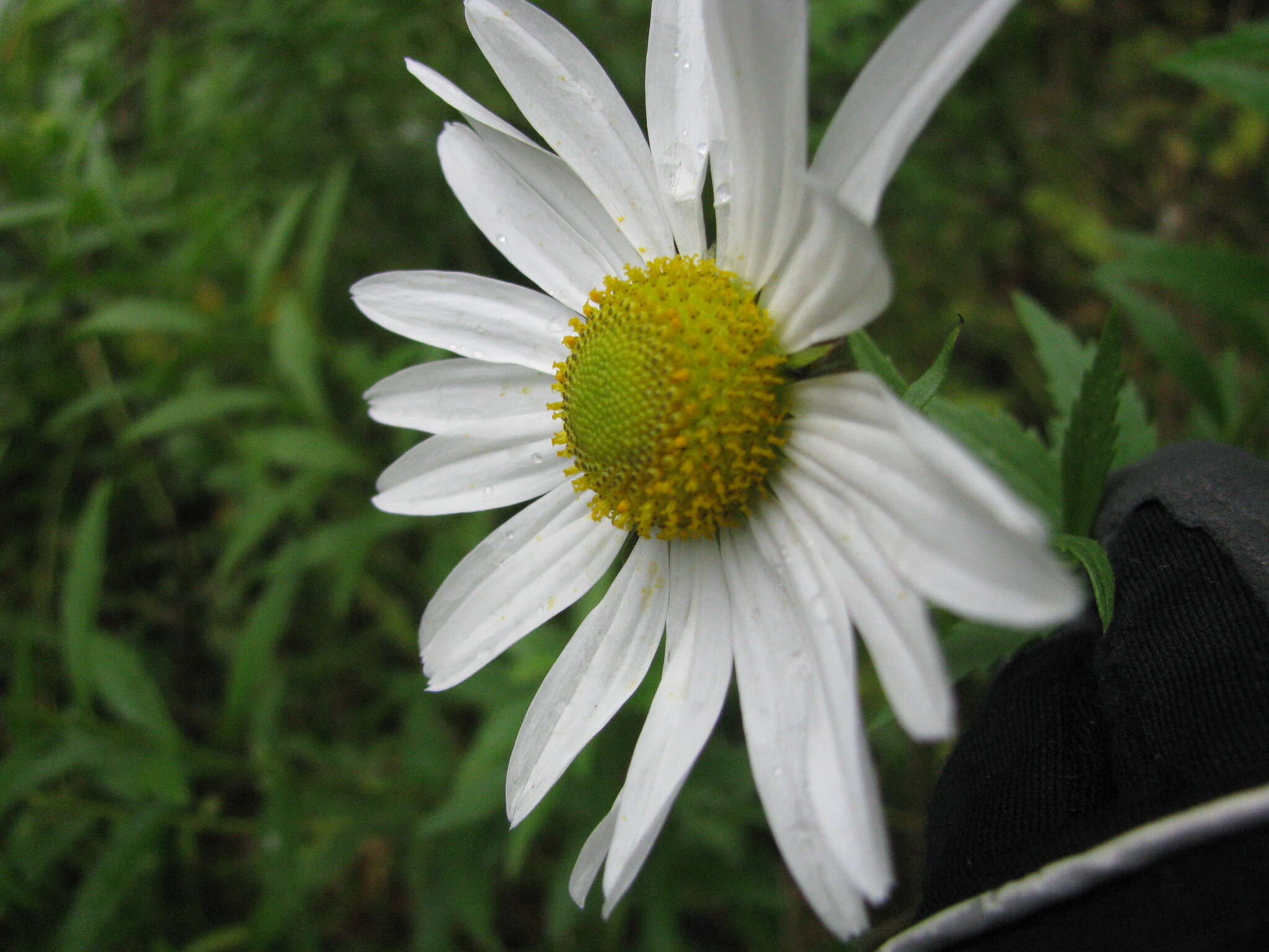 Leucanthemella serotina (L.) Tzvel. resmi