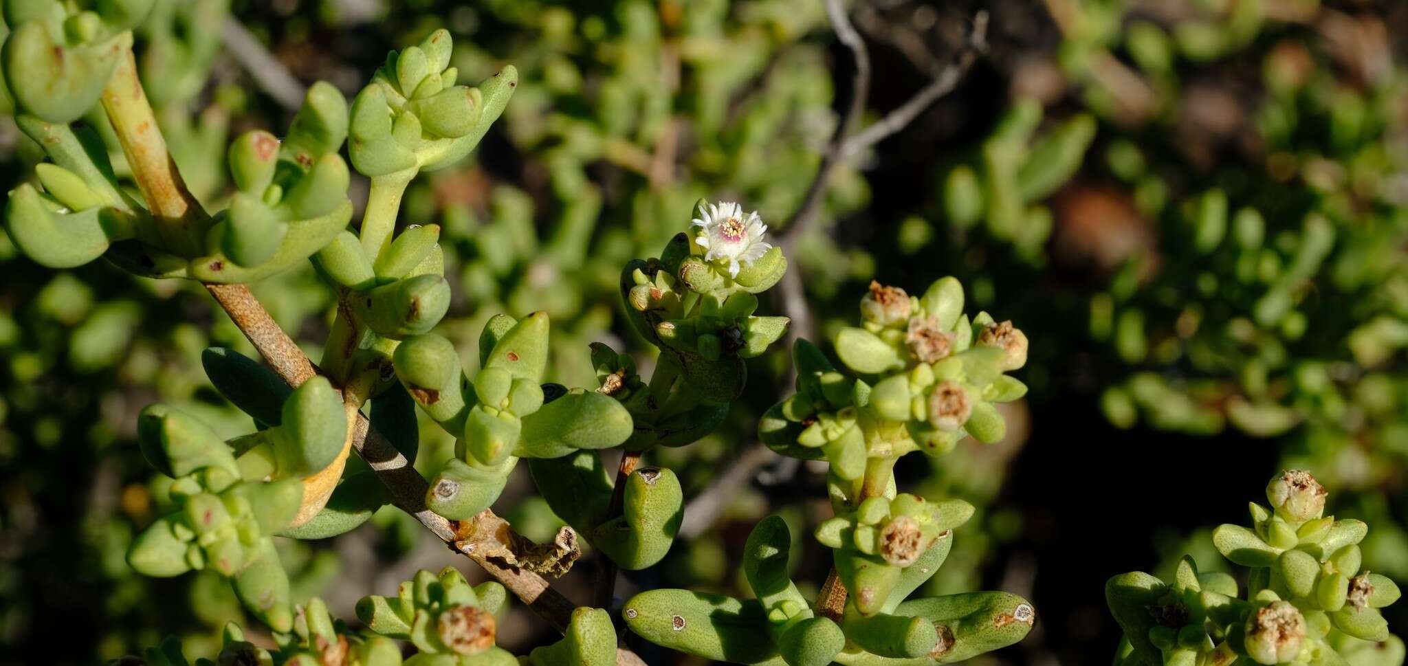 Imagem de Stoeberia arborea E. van Jaarsveld