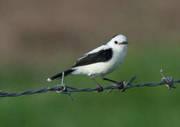 Image of Pied Water Tyrant