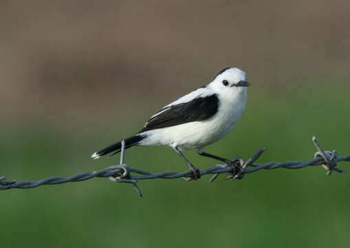 Image of Pied Water Tyrant