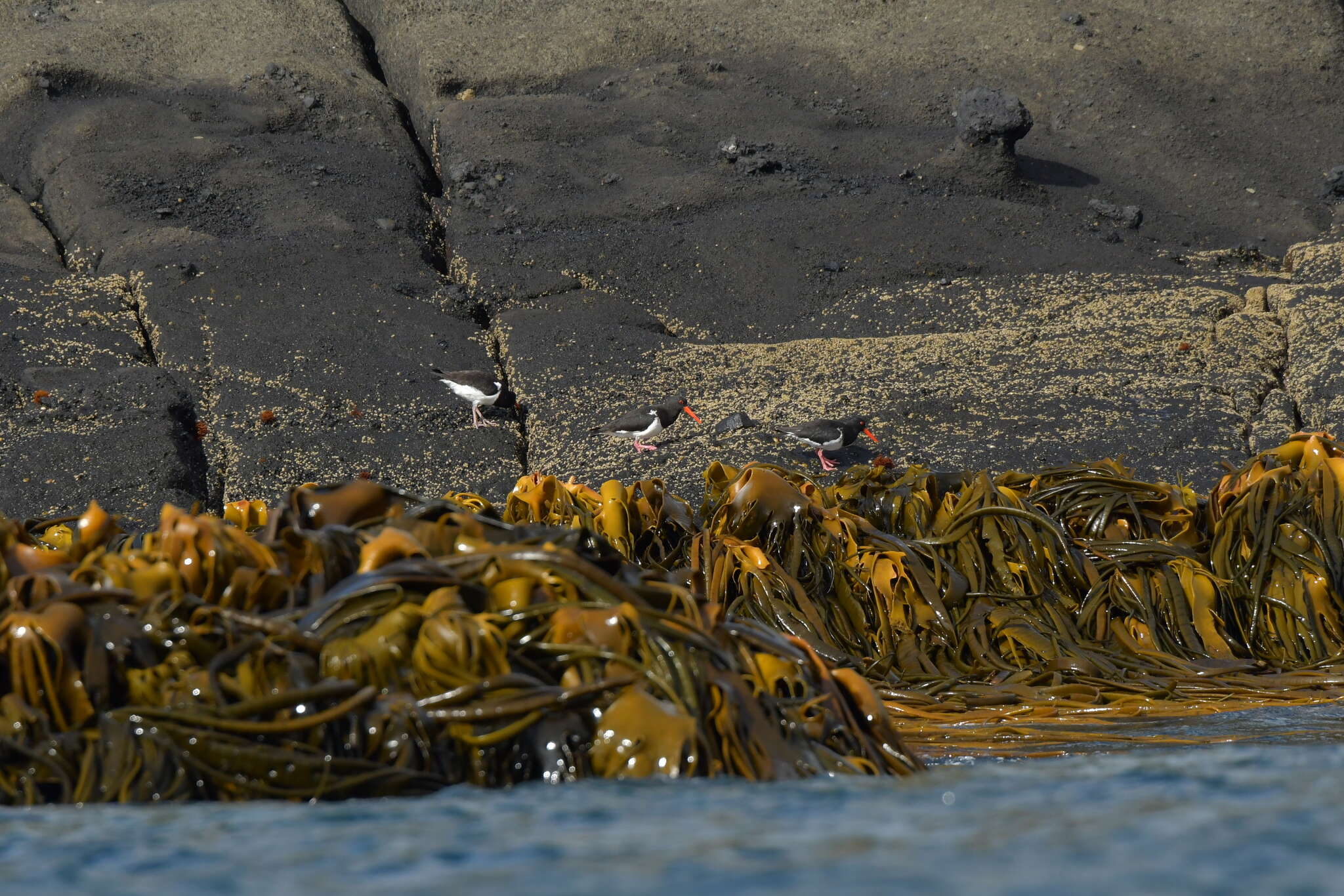 Image of Chatham Island Pied Oystercatcher