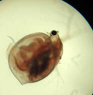 Image of Ceriodaphnia laticaudata P. E. Müller 1867