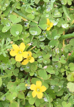 Oxalis exilis A. Cunn. resmi