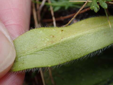 Image of Myosotis explanata Cheeseman