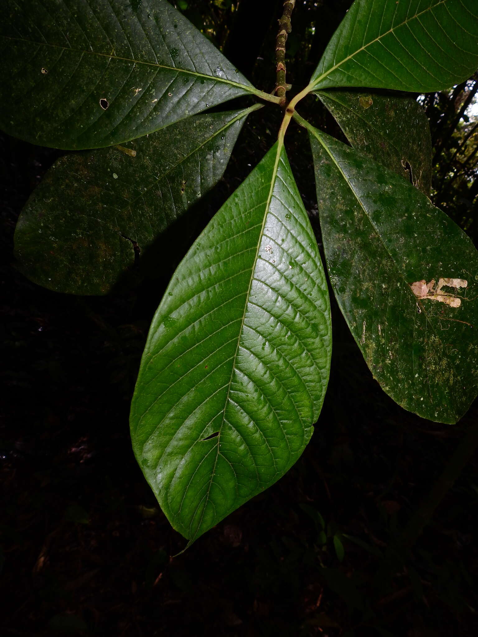 Image of Coussarea spicata Delprete