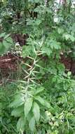 Image de Elymus hystrix var. hystrix