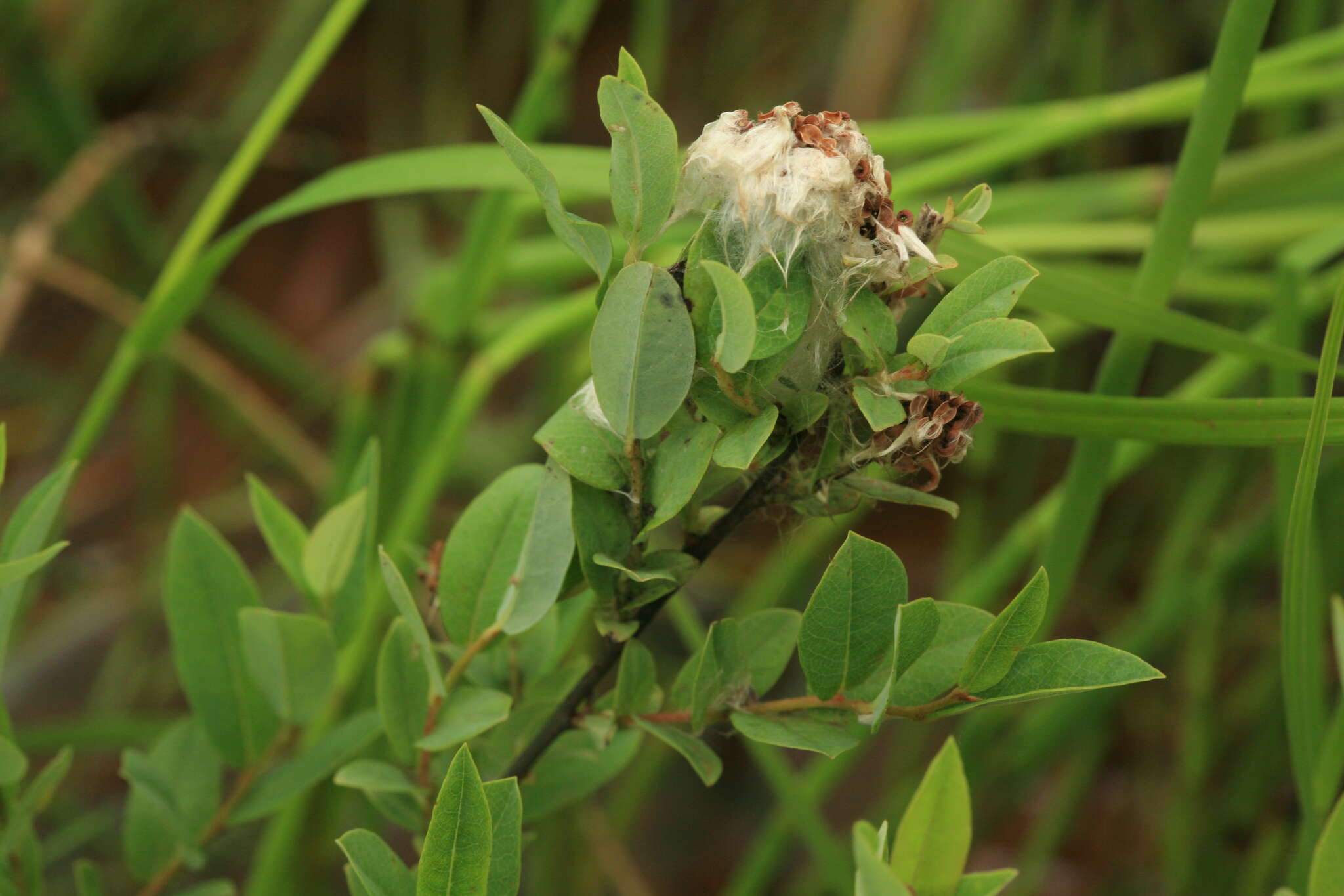 Image of Salix myrtilloides L.