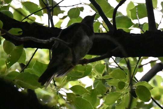 Image of Janpanese Thrush