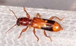 Image of Priocera