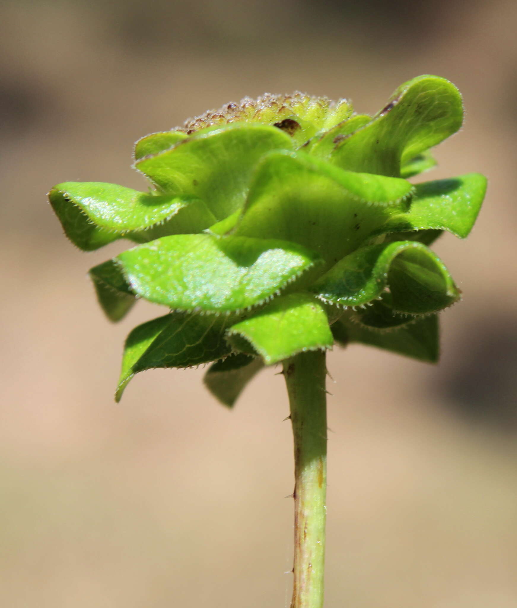 Image de Silphium asteriscus var. simpsonii (Greene) J. A. Clevinger