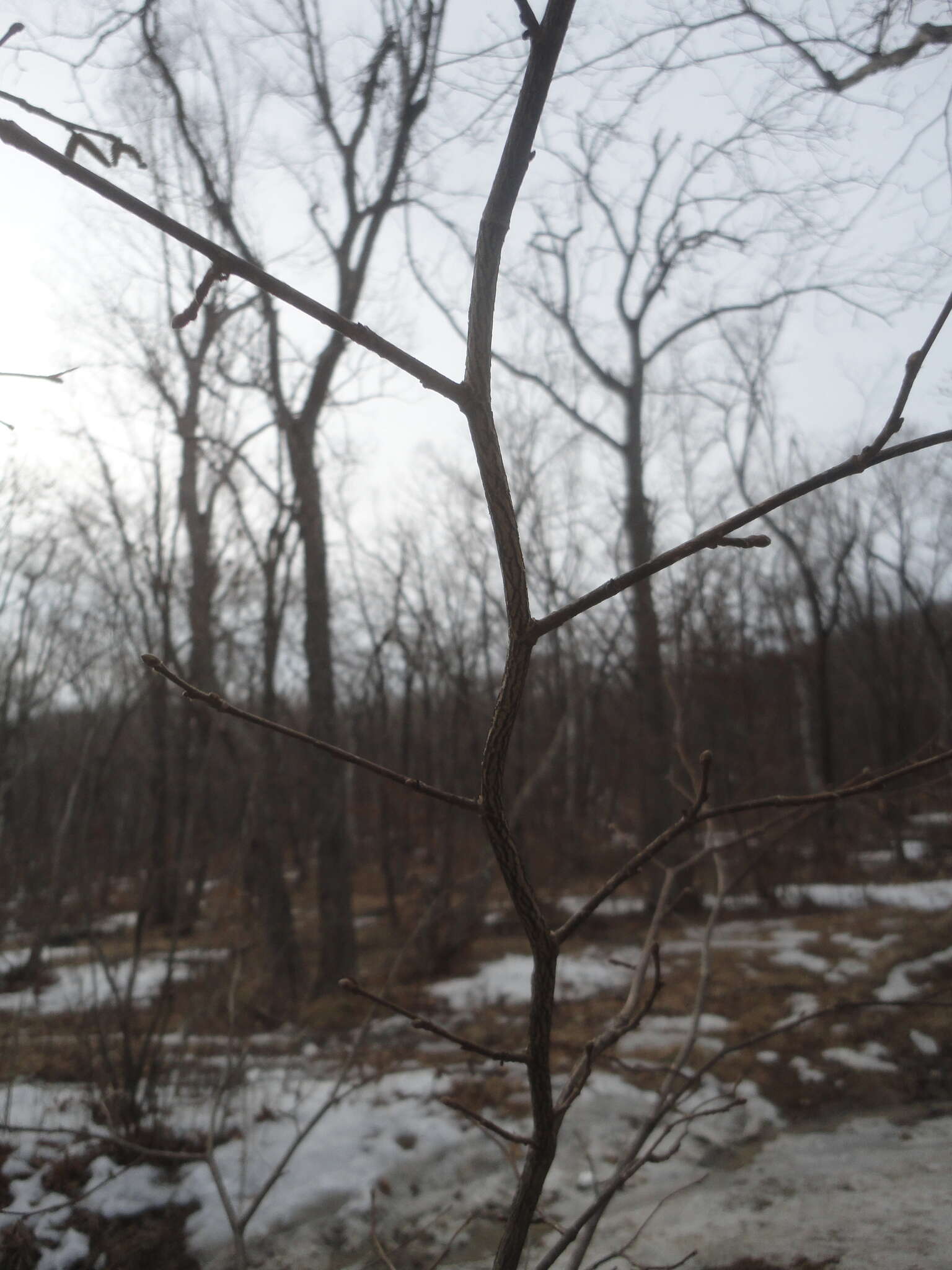 Image of Corylus sieboldiana var. mandshurica (Maxim.) C. K. Schneid.