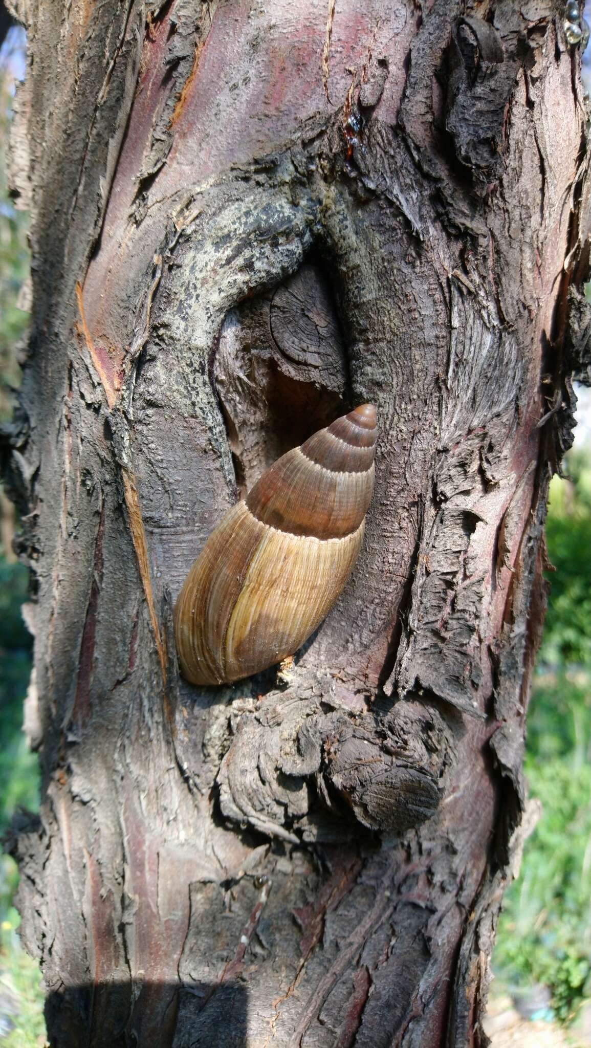 Image of Euglandina vanuxemensis (Lea 1834)