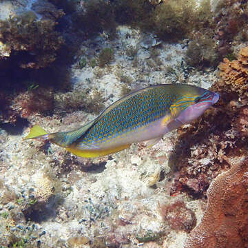 Image of Elegant Wrasse