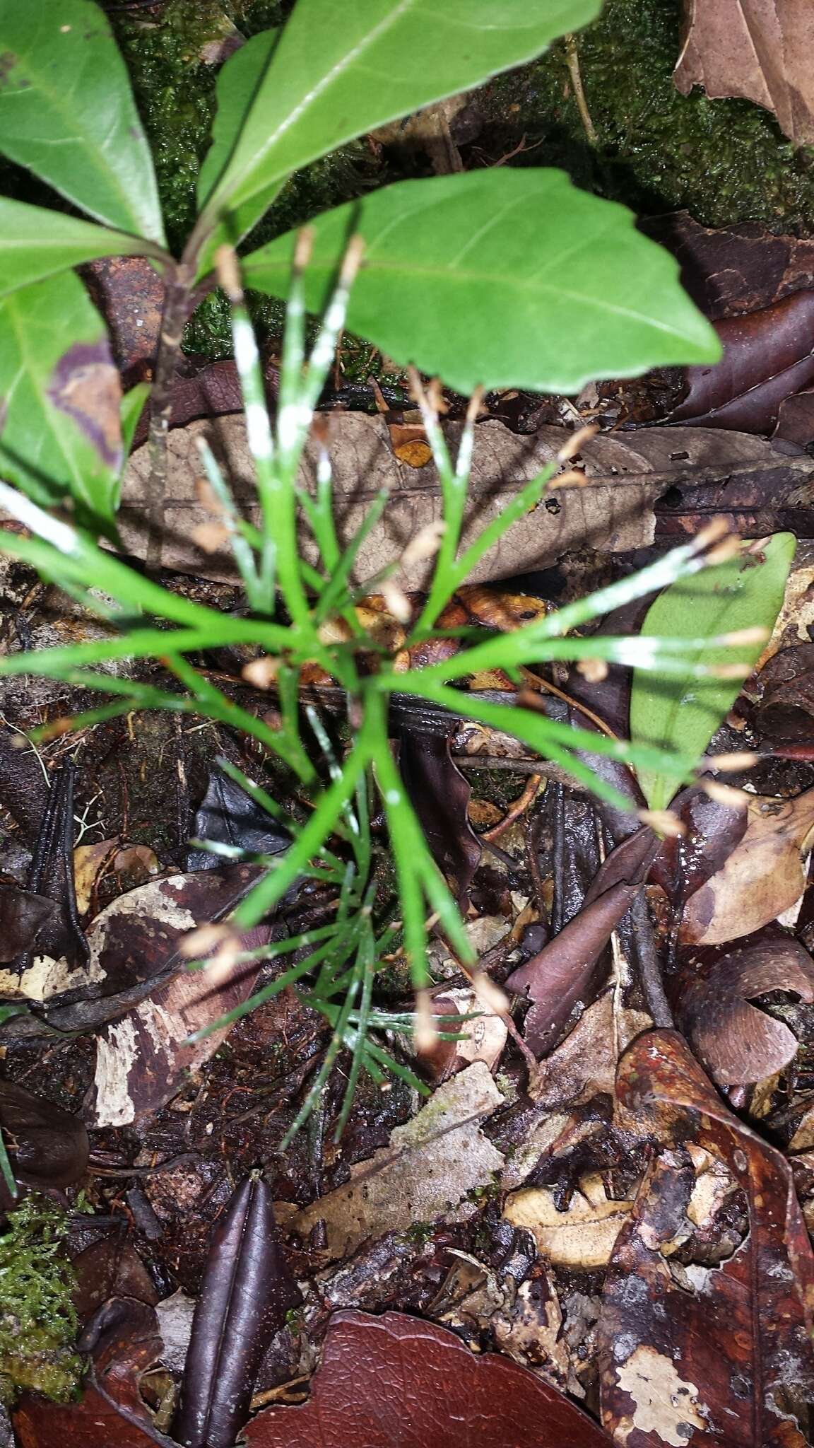 Imagem de Schizaea dichotoma (L.) Sm.