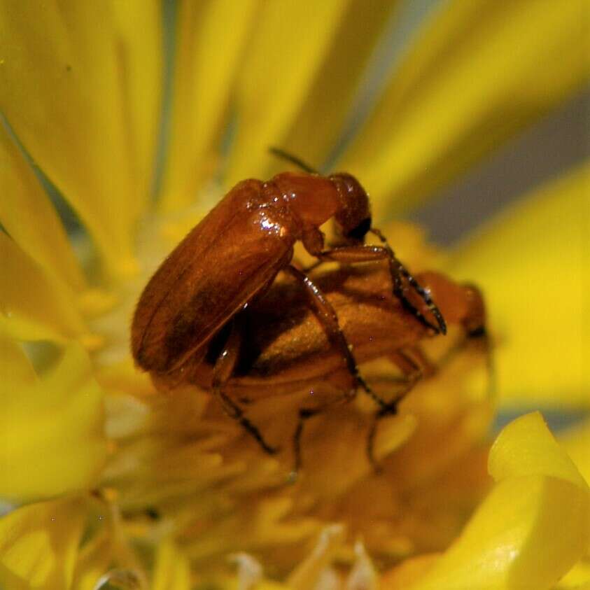 Слика од Gnathium nitidum Horn 1870