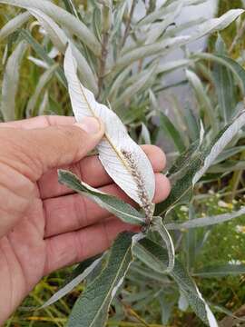 صورة Salix candida Flüggé ex Willd.