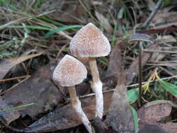 Imagem de Inocybe austrofibrillosa Grgur. 2002