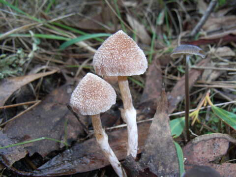 Image of Inocybe austrofibrillosa Grgur. 2002