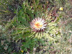 Imagem de Carlina acanthifolia subsp. utzka (Hacq.) H. Meusel & A. Kästner