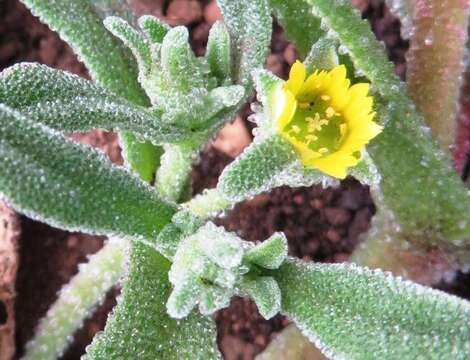 Image of Cleretum papulosum subsp. papulosum