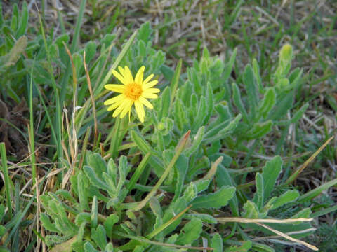 Image of Senecio selloi (Spreng.) DC.