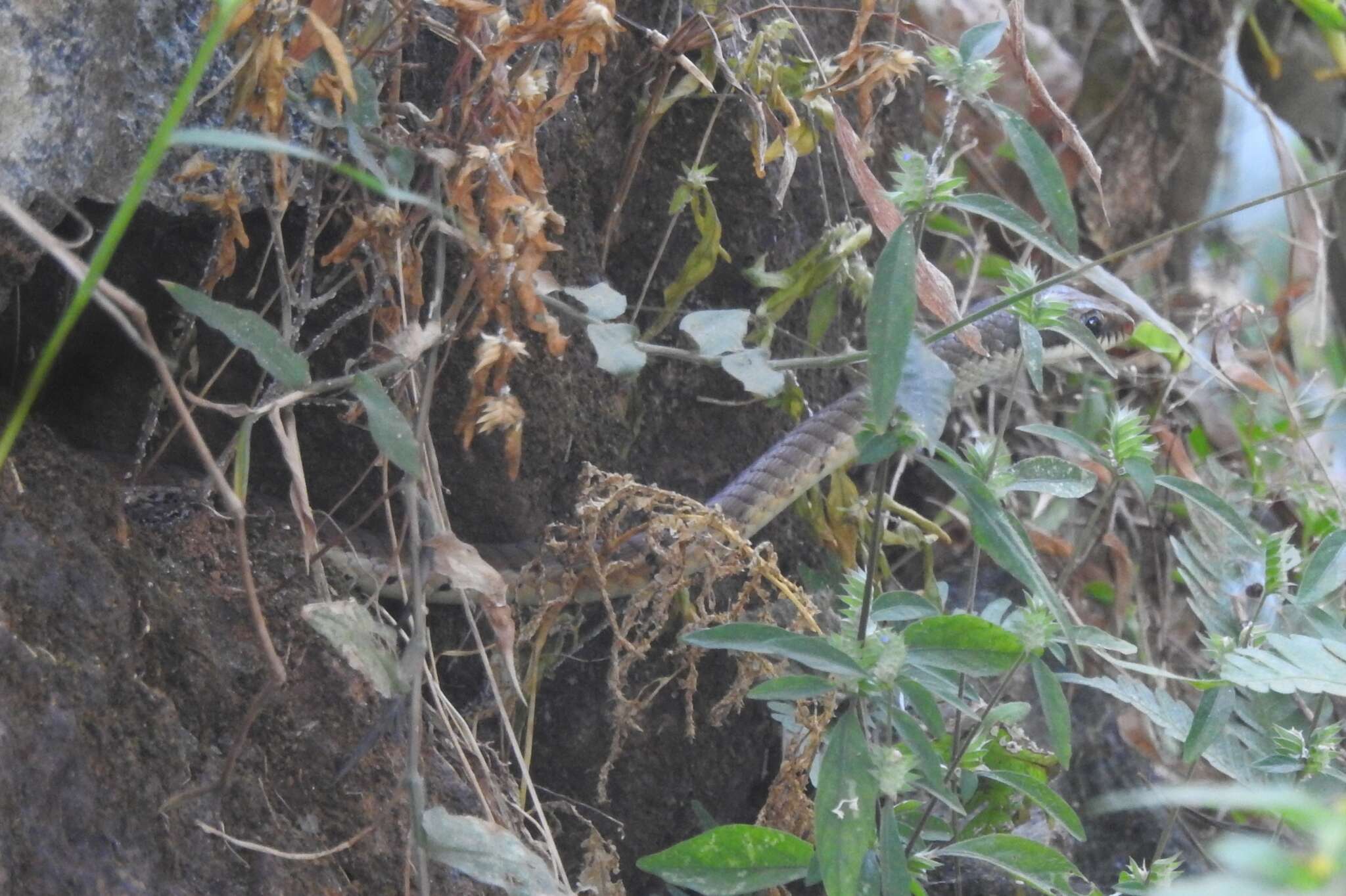 Image of Dendrelaphis chairecacos (F. Boie 1827)