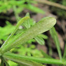 Image of Peronospora aparines