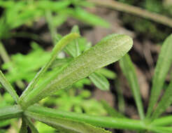 Peronospora aparines resmi